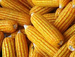 Maize
