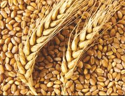 Wheat
